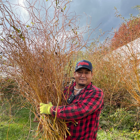 Holiday Curly Willow Bunch - Sunny Meadows Flower Farm