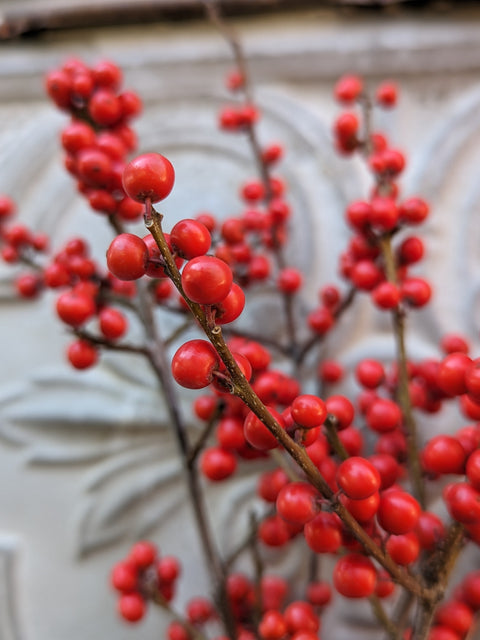 Holiday Winterberry Bunch - Sunny Meadows Flower Farm