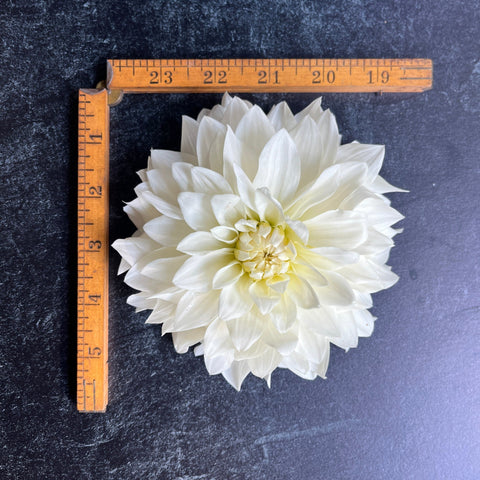 Dahlia Beaucon - Sunny Meadows Flower Farm