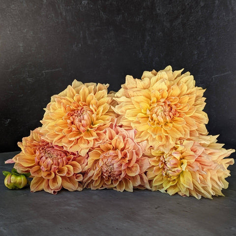 Dahlia Ben Huston - Sunny Meadows Flower Farm