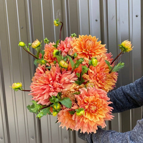 Dahlia Ben Huston - Sunny Meadows Flower Farm