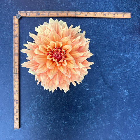 Dahlia Ben Huston - Sunny Meadows Flower Farm