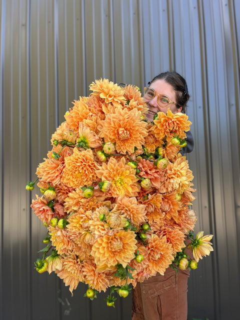 Dahlia Ben Huston - Sunny Meadows Flower Farm