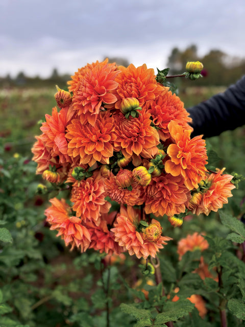 Dahlia Ben Huston - Sunny Meadows Flower Farm