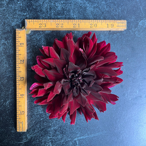 Dahlia Black Magic - Sunny Meadows Flower Farm