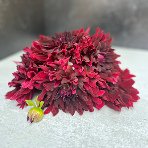 Dahlia Black Magic - Sunny Meadows Flower Farm