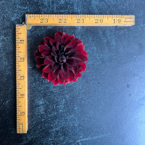 Dahlia Black Satin - Sunny Meadows Flower Farm