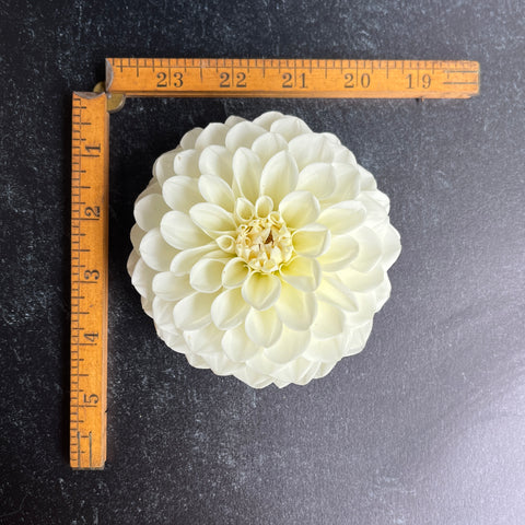 Dahlia Boom Boom White - Sunny Meadows Flower Farm
