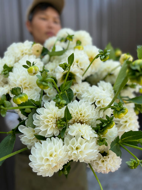 Dahlia Boom Boom White - Sunny Meadows Flower Farm