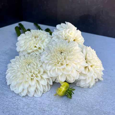 Dahlia Boom Boom White - Sunny Meadows Flower Farm