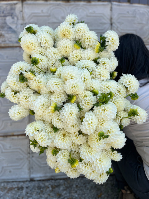 Dahlia Boom Boom White - Sunny Meadows Flower Farm
