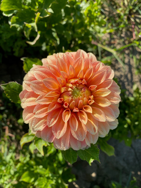 Dahlia Bracken Palomino - Sunny Meadows Flower Farm