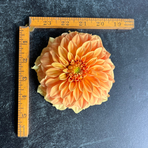 Dahlia Bracken Palomino - Sunny Meadows Flower Farm
