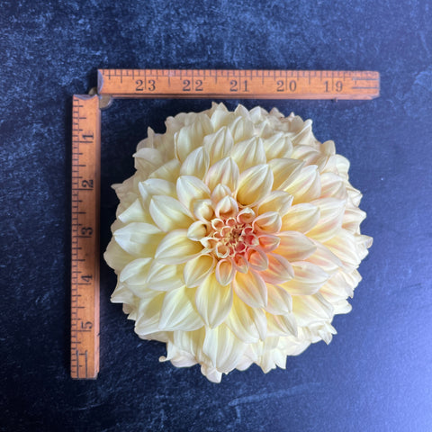 Dahlia Bracken Sarah - Sunny Meadows Flower Farm