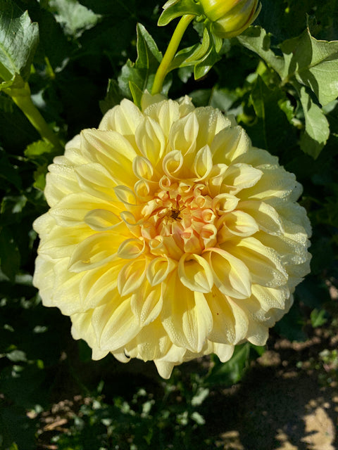 Dahlia Bracken Sarah - Sunny Meadows Flower Farm