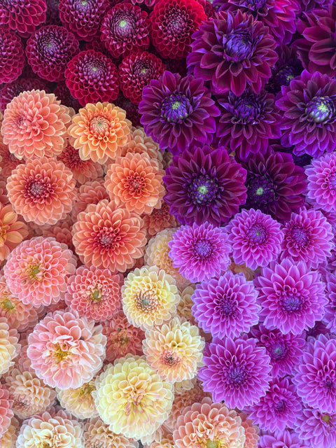 Dahlia Bright + Cheery Mix- 10 tubers - Sunny Meadows Flower Farm