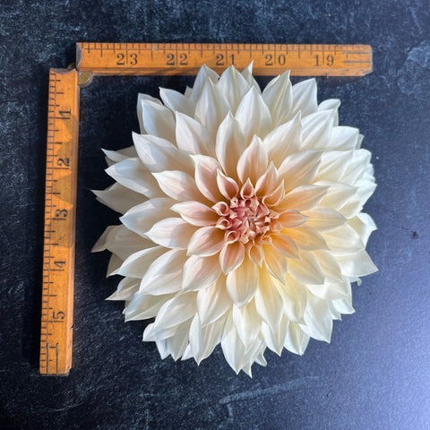 Dahlia Café Au Lait - Sunny Meadows Flower Farm