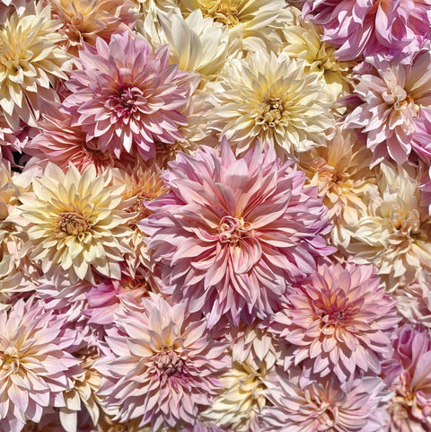 Dahlia Café Au Lait - Sunny Meadows Flower Farm