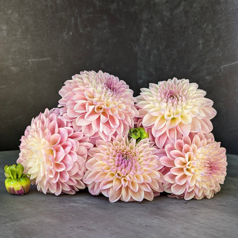 Dahlia Castle Drive - Sunny Meadows Flower Farm