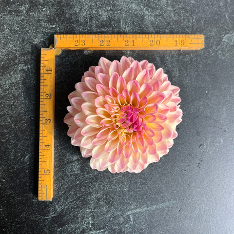 Dahlia Castle Drive - Sunny Meadows Flower Farm