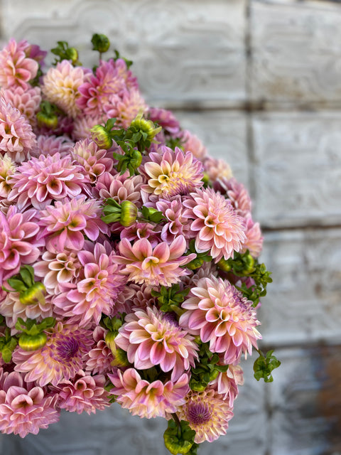 Dahlia Castle Drive - Sunny Meadows Flower Farm