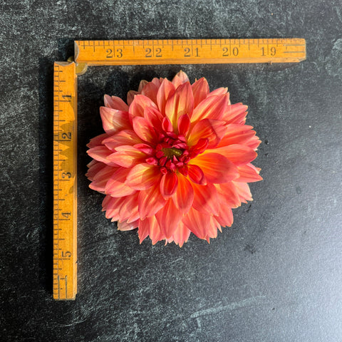 Dahlia Connecticut Coral - Sunny Meadows Flower Farm