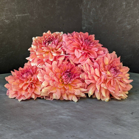 Dahlia Connecticut Coral - Sunny Meadows Flower Farm