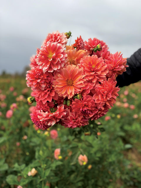 Dahlia Connecticut Coral - Sunny Meadows Flower Farm