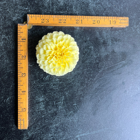 Dahlia Creamy - Sunny Meadows Flower Farm