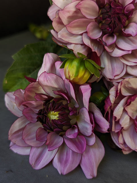 Dahlia Crème de Cassis - Sunny Meadows Flower Farm