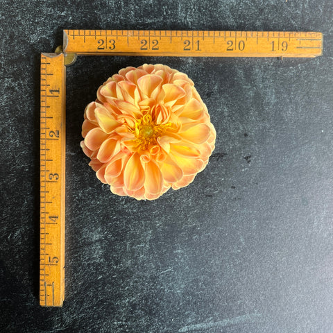 Dahlia Crichton Honey - Sunny Meadows Flower Farm