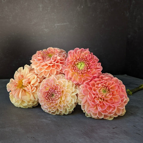 Dahlia Crichton Honey - Sunny Meadows Flower Farm
