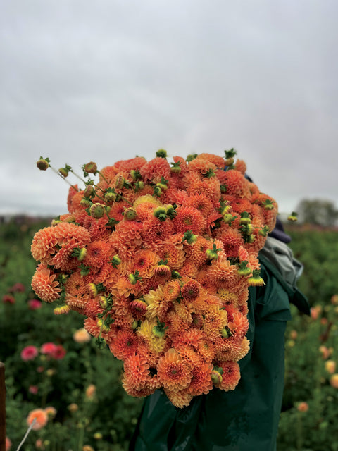 Dahlia Crichton Honey - Sunny Meadows Flower Farm
