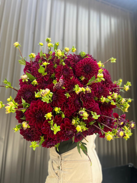 Dahlia Diva - Sunny Meadows Flower Farm