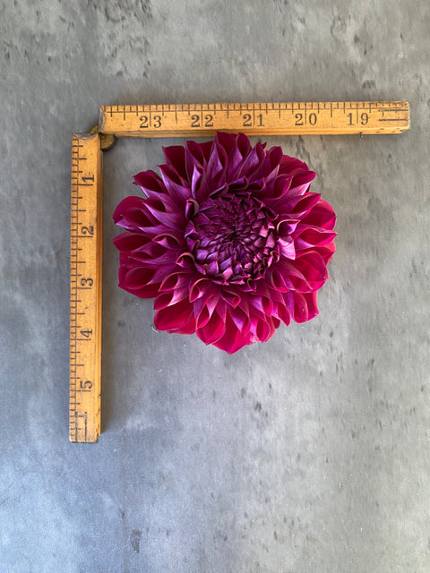 Dahlia Diva - Sunny Meadows Flower Farm