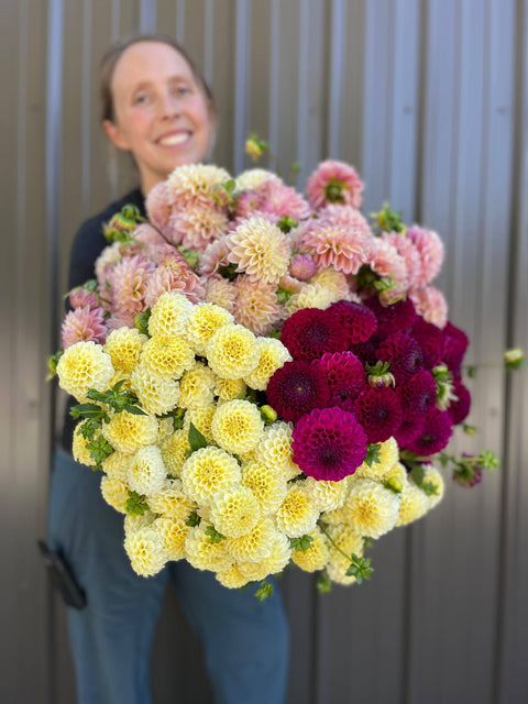 Dahlia Grab Bag Mix-10 Tubers - Sunny Meadows Flower Farm