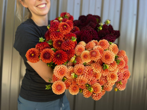 Dahlia Grab Bag Mix-10 Tubers - Sunny Meadows Flower Farm