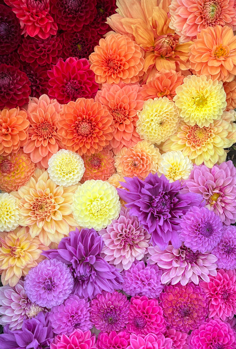 Dahlia Grab Bag Mix-10 Tubers - Sunny Meadows Flower Farm