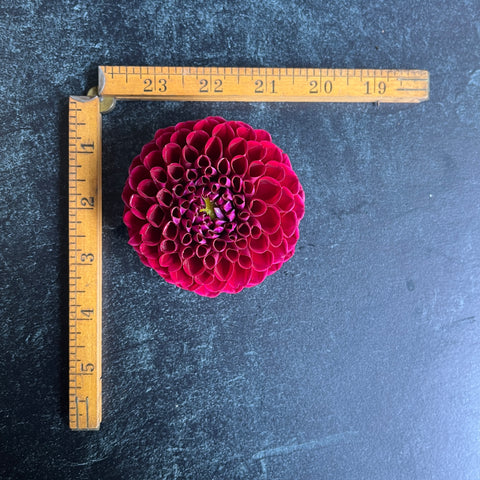Dahlia Ivanetti - Sunny Meadows Flower Farm