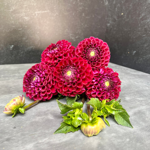 Dahlia Ivanetti - Sunny Meadows Flower Farm