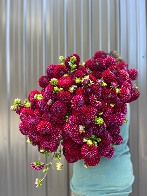 Dahlia Ivanetti - Sunny Meadows Flower Farm