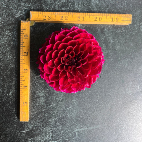 Dahlia Jessie G - Sunny Meadows Flower Farm