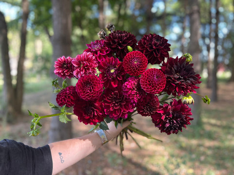 Dahlia Jessie G - Sunny Meadows Flower Farm