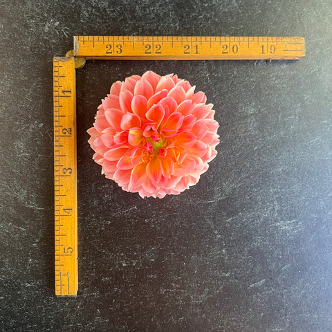 Dahlia Linda's Baby - Sunny Meadows Flower Farm