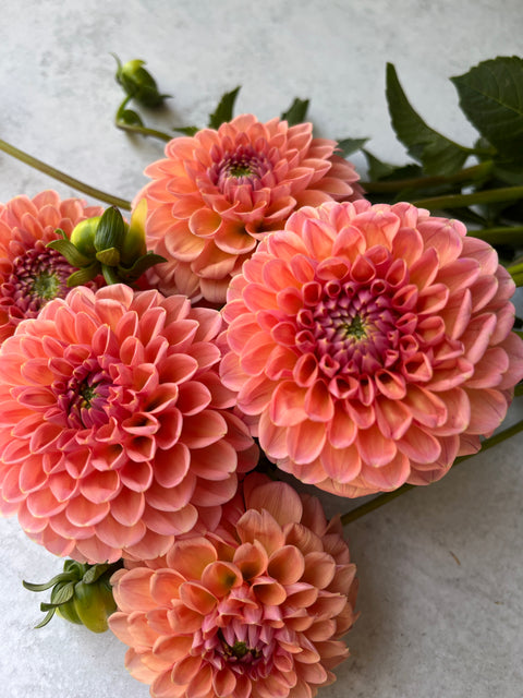 Dahlia Linda's Baby - Sunny Meadows Flower Farm