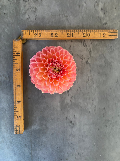 Dahlia Linda's Baby - Sunny Meadows Flower Farm