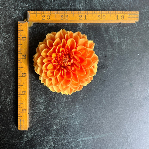 Dahlia Maarn - Sunny Meadows Flower Farm
