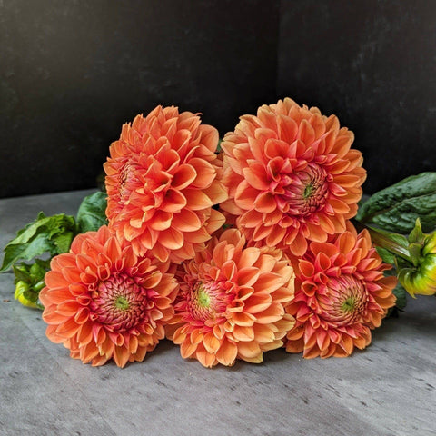 Dahlia Maarn - Sunny Meadows Flower Farm