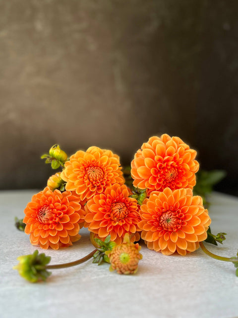 Dahlia Maarn - Sunny Meadows Flower Farm