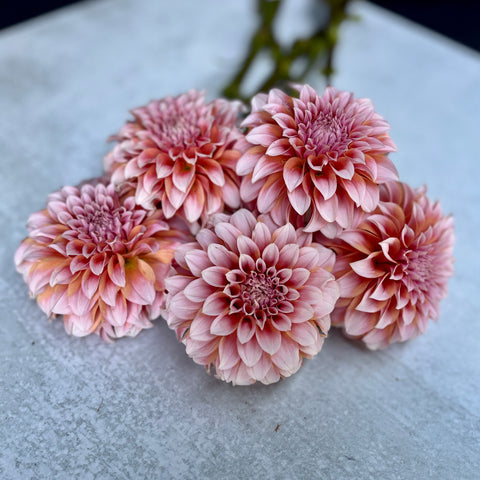 Dahlia Peaches N Cream - Sunny Meadows Flower Farm
